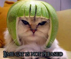 Limecat is not pleased